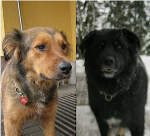 Kopf von Patty & Pipo